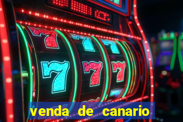venda de canario belga bahia